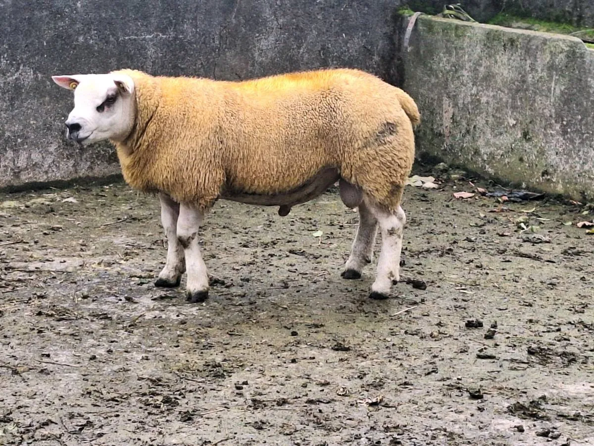Rams - Image 1