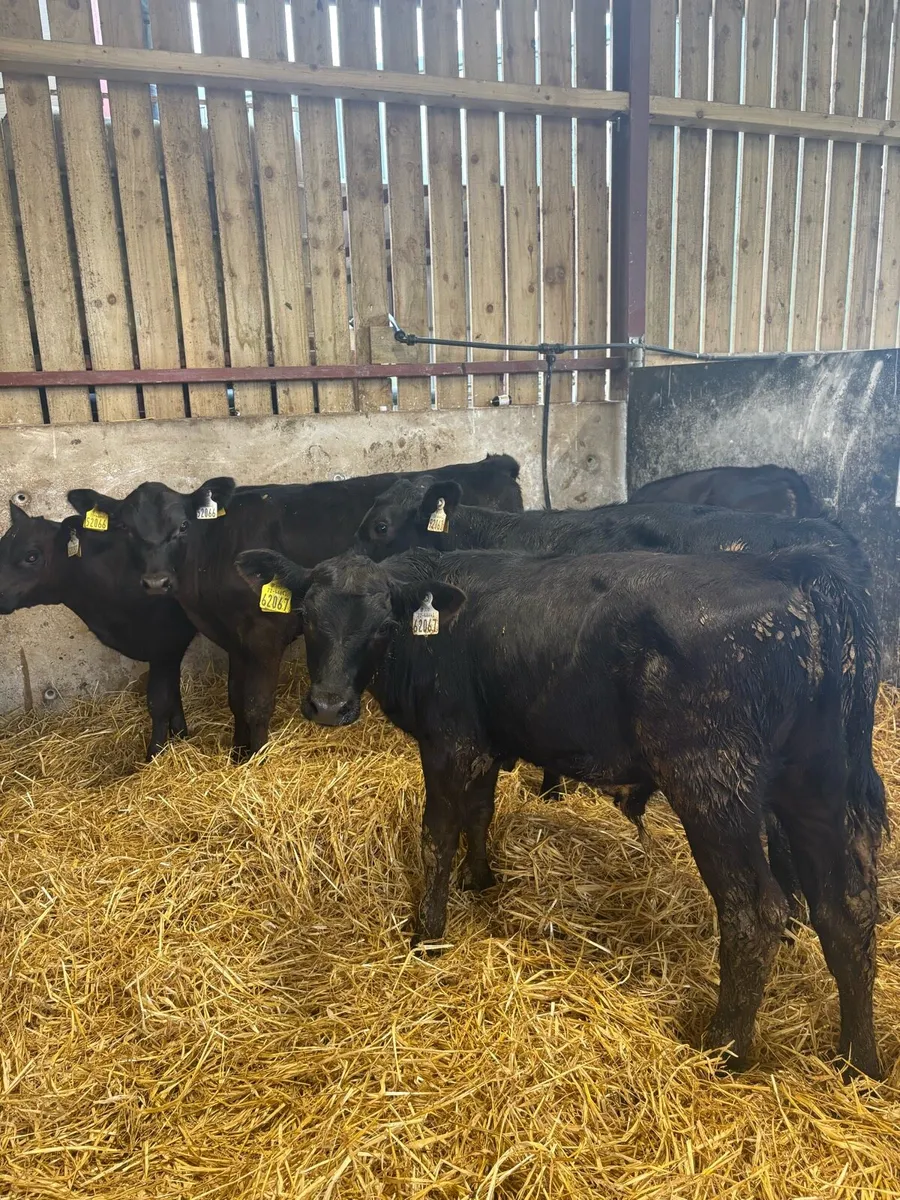 6 super 150kg (HOME BRED) Angus bull runners🔥 - Image 1