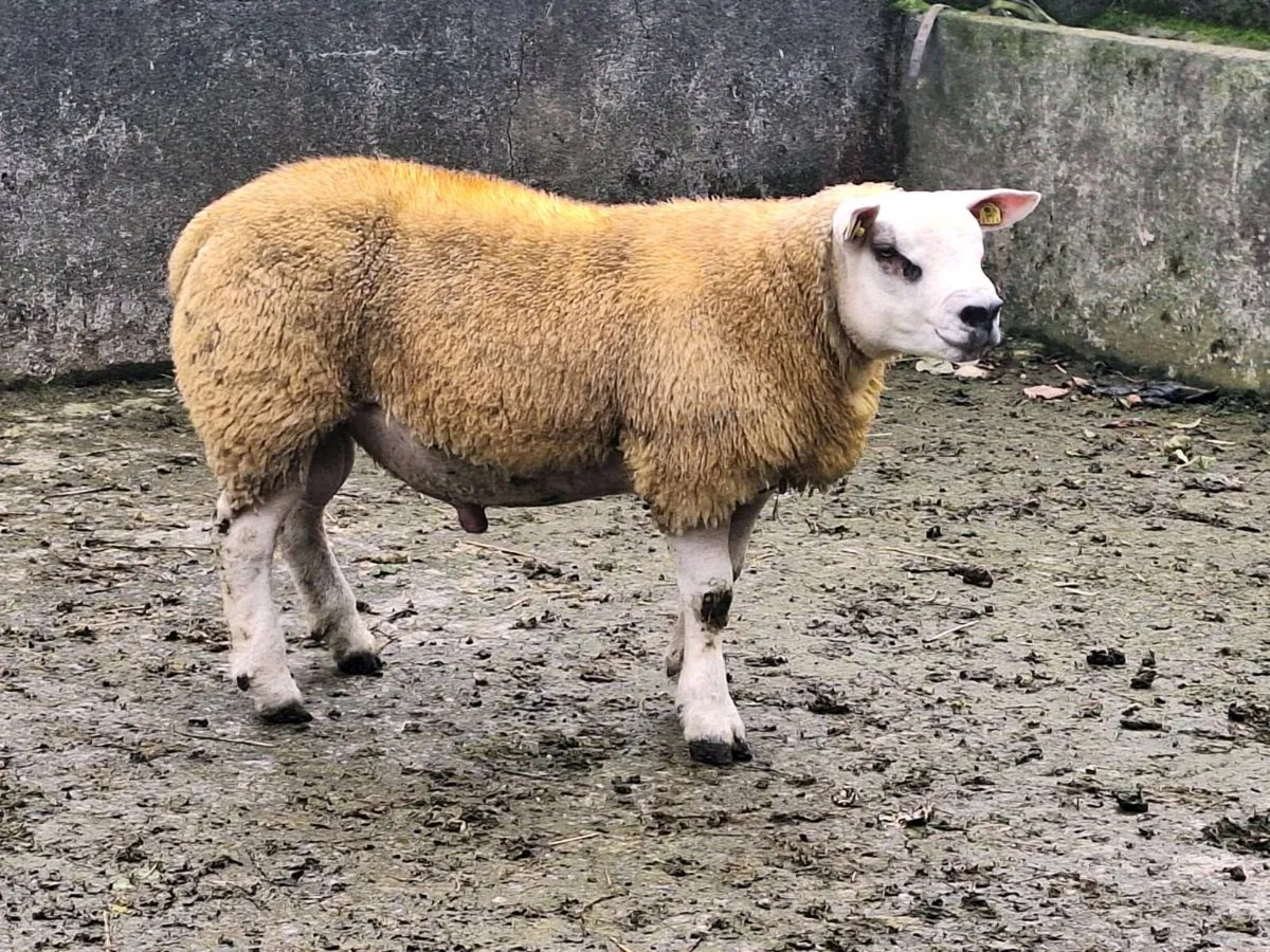 Rams - Image 2