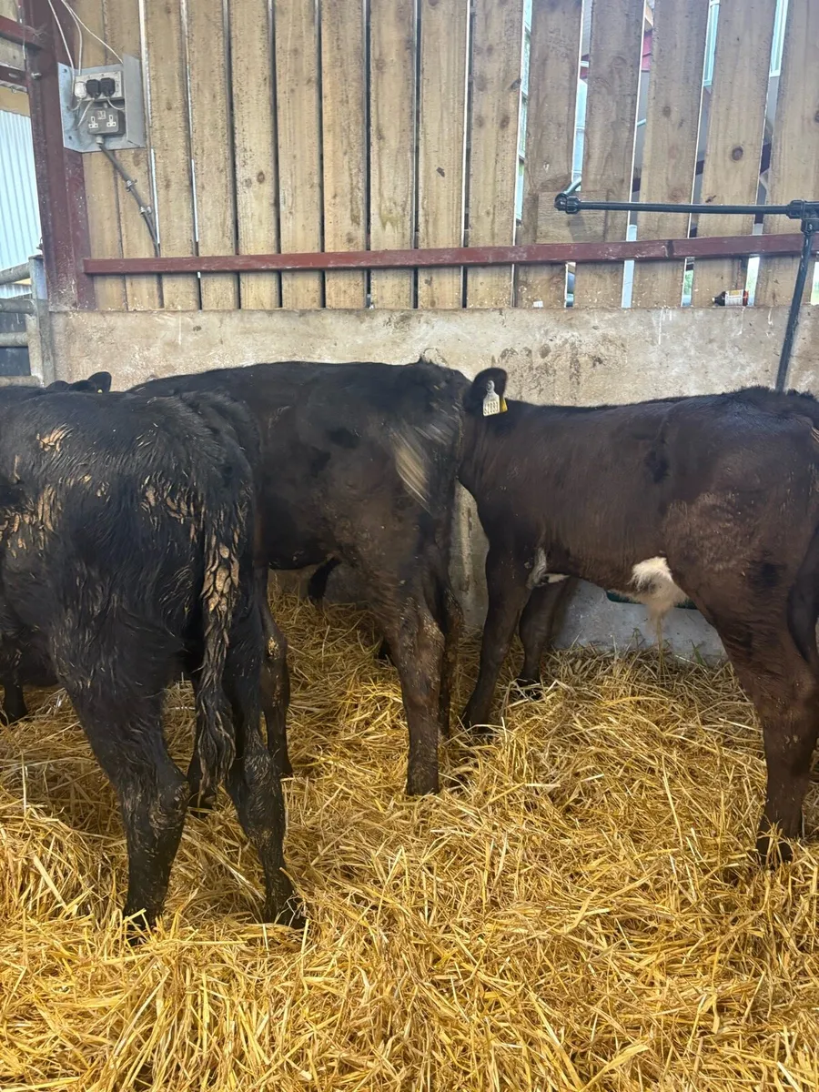 6 super 150kg (HOME BRED) Angus bull runners🔥 - Image 2