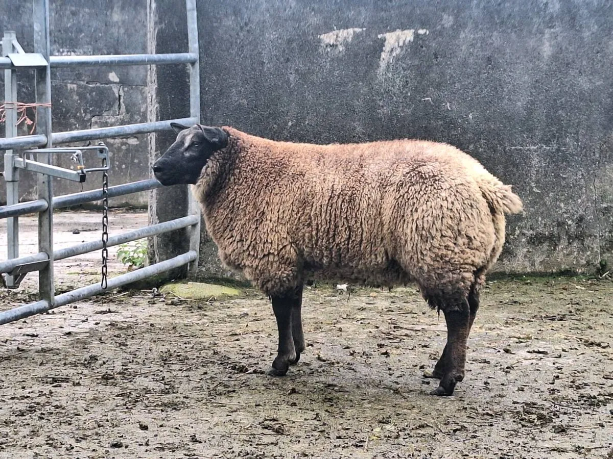 Rams - Image 4