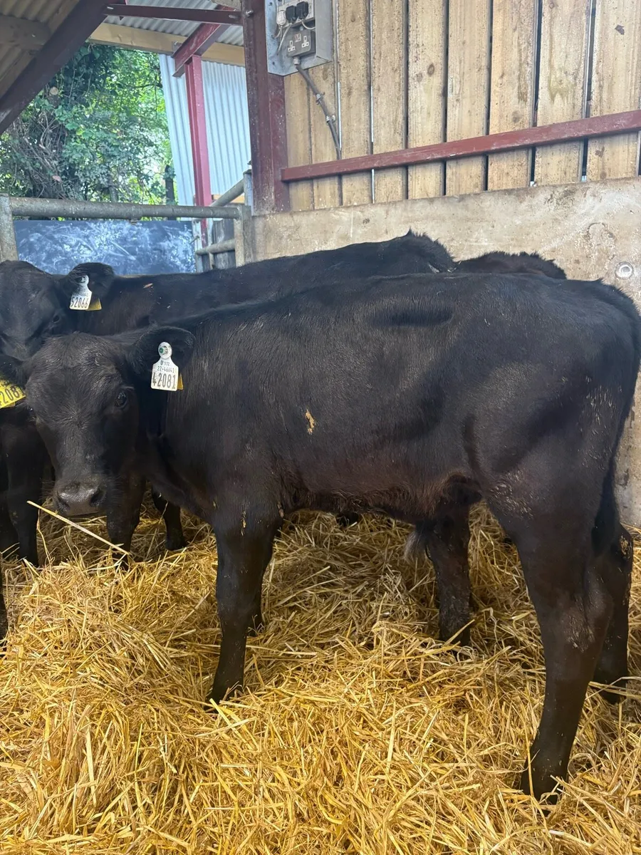 6 super 150kg (HOME BRED) Angus bull runners🔥 - Image 3