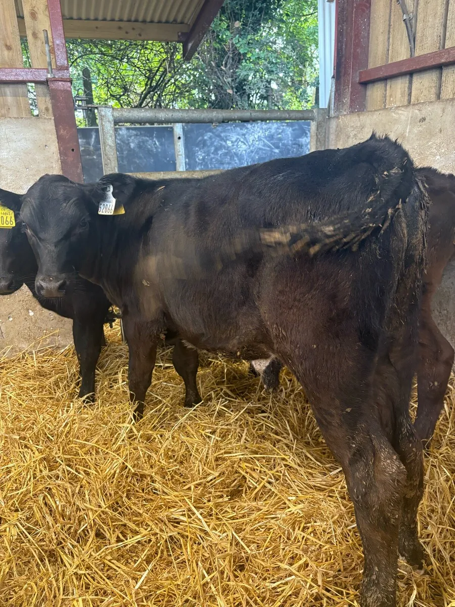 6 super 150kg (HOME BRED) Angus bull runners🔥 - Image 4