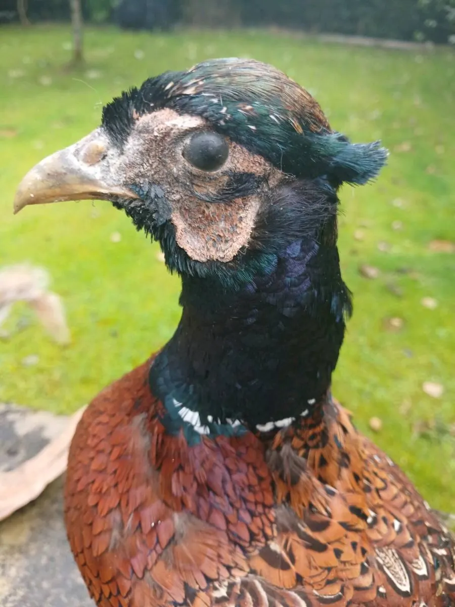 Taxidermy pheasant - Image 3