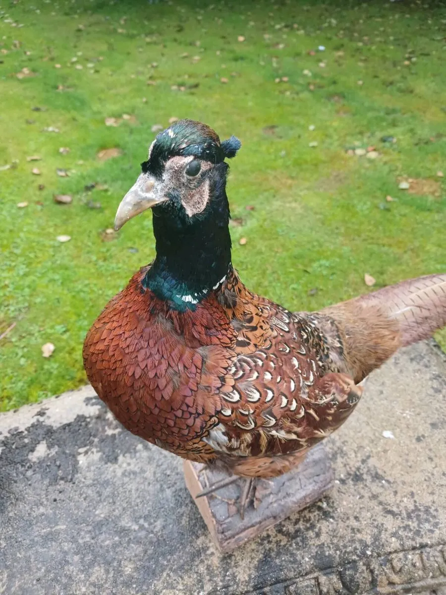 Taxidermy pheasant - Image 2