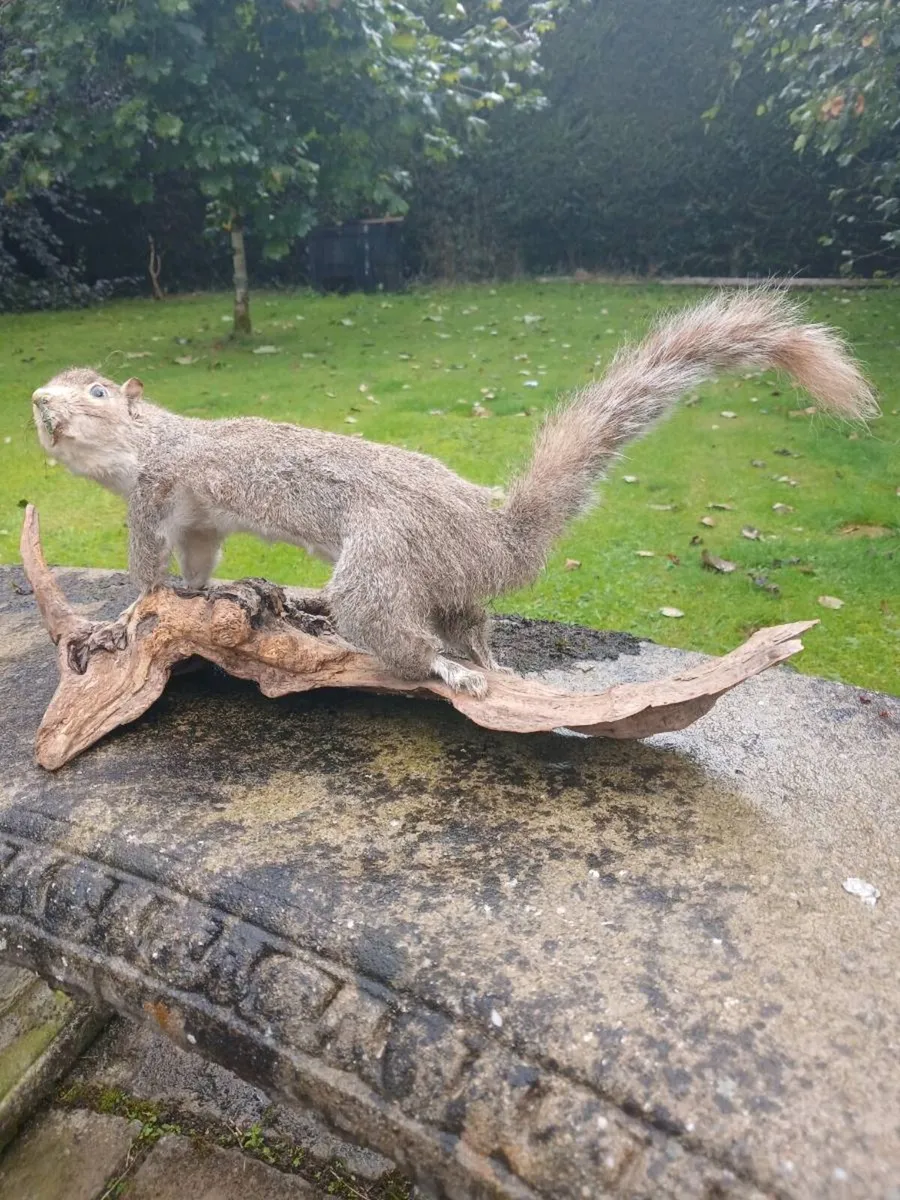 Taxidermy squirrel - Image 1