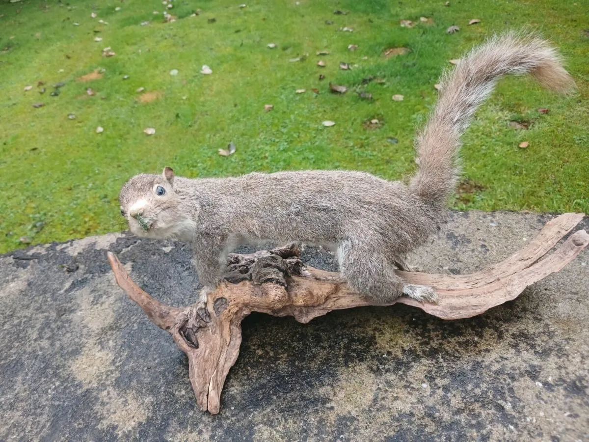 Taxidermy squirrel - Image 2