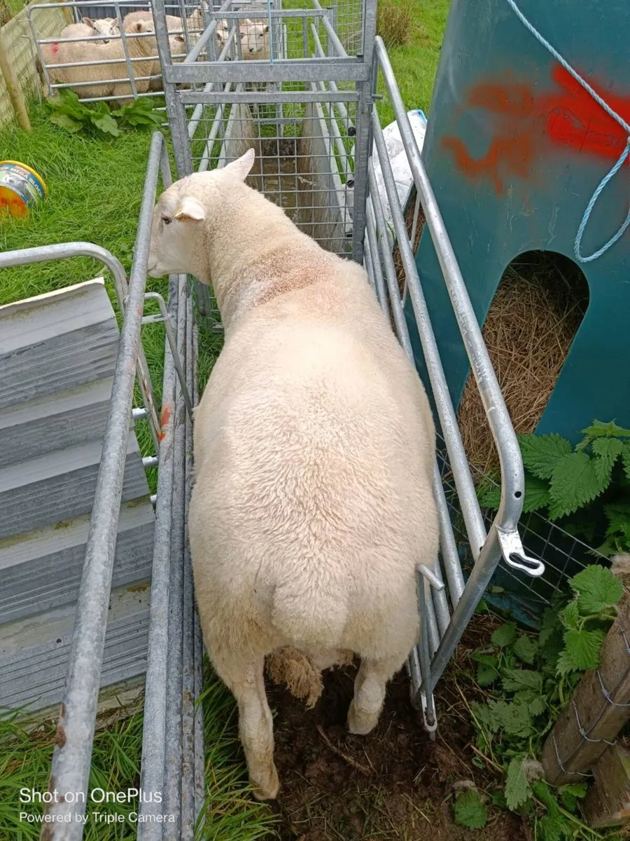 Registered galway ram - Image 1