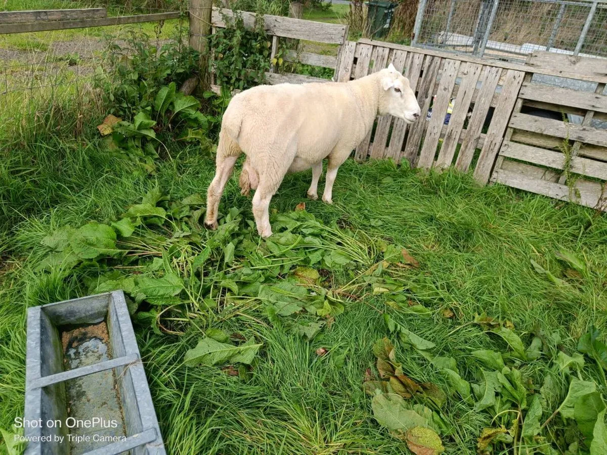 Registered galway ram - Image 2