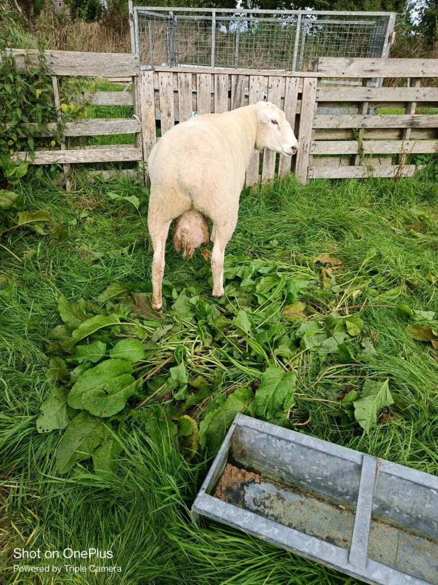 Registered galway ram - Image 3