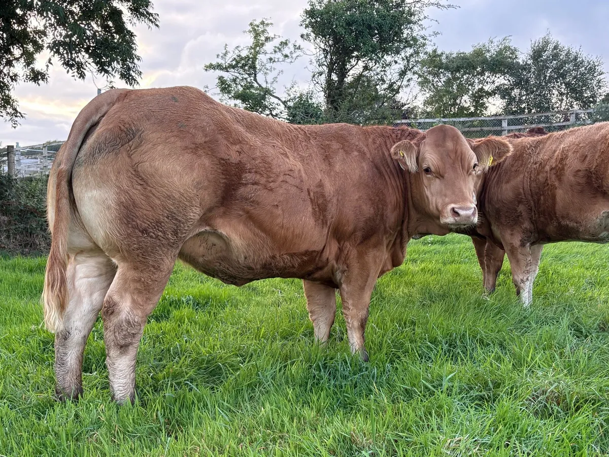 Breeding Heifers - Image 1