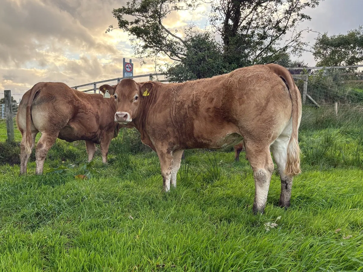 Breeding Heifers - Image 4