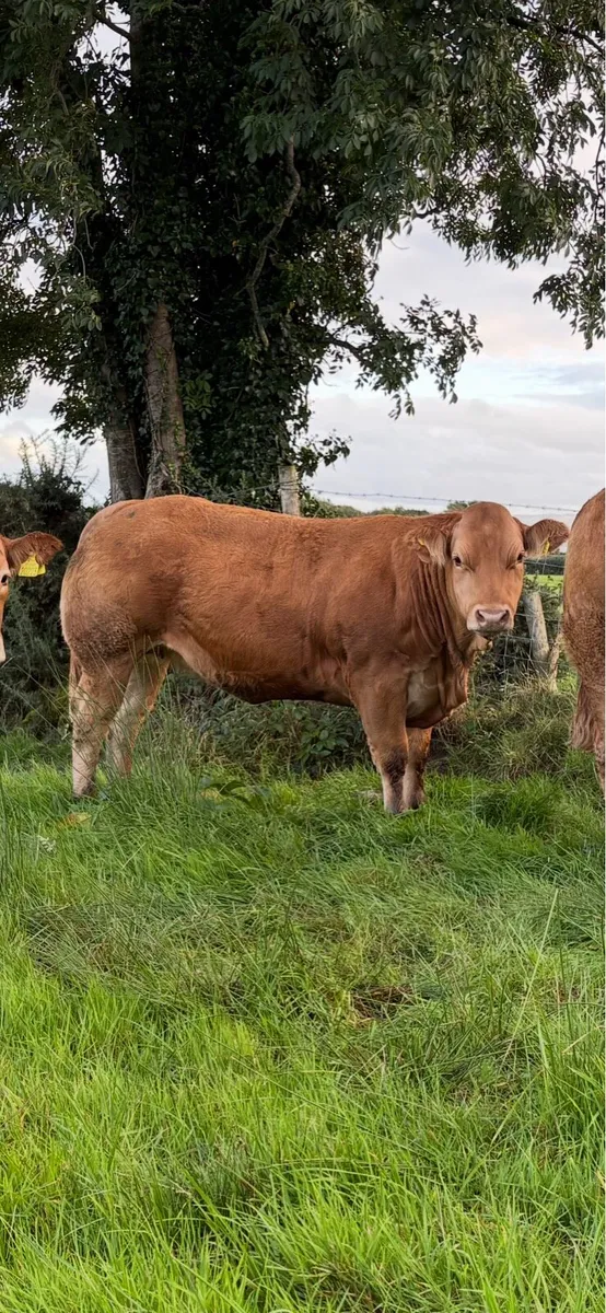 Breeding Heifers - Image 2