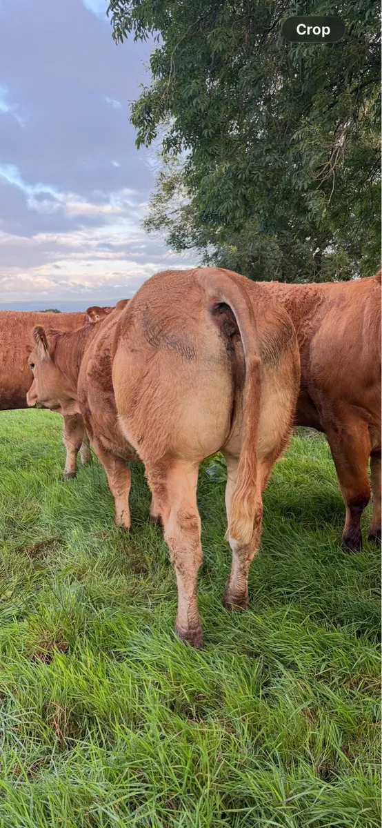 Breeding Heifers - Image 3