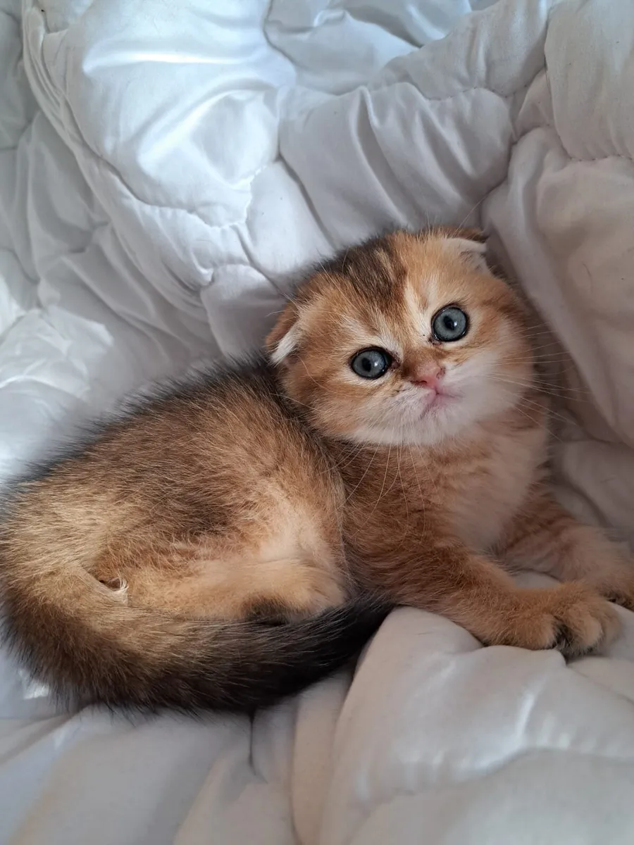 Scottish fold female Kitten - Image 2