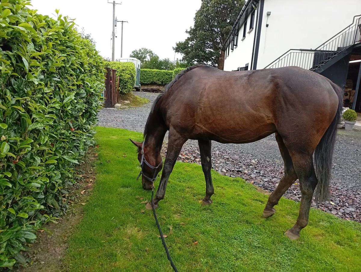 8yo tb gelding - Image 2