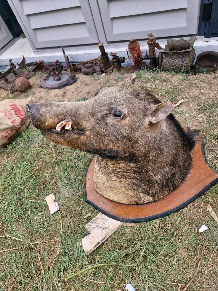 Taxidermy