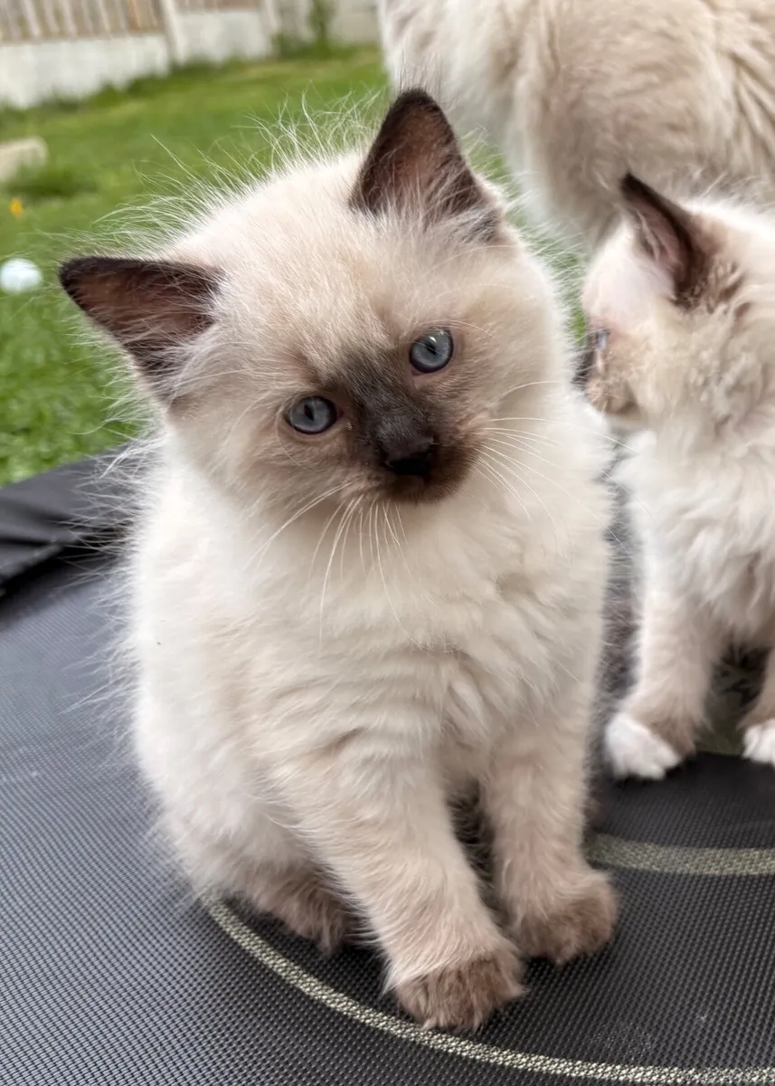 😻 Purebred Ragdoll Kittens😻only 3 boys left😻 - Image 4