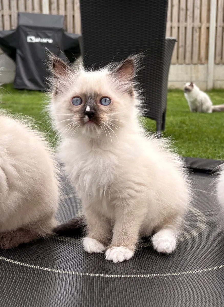 😻 Purebred Ragdoll Kittens😻only 3 left😻 - Image 4
