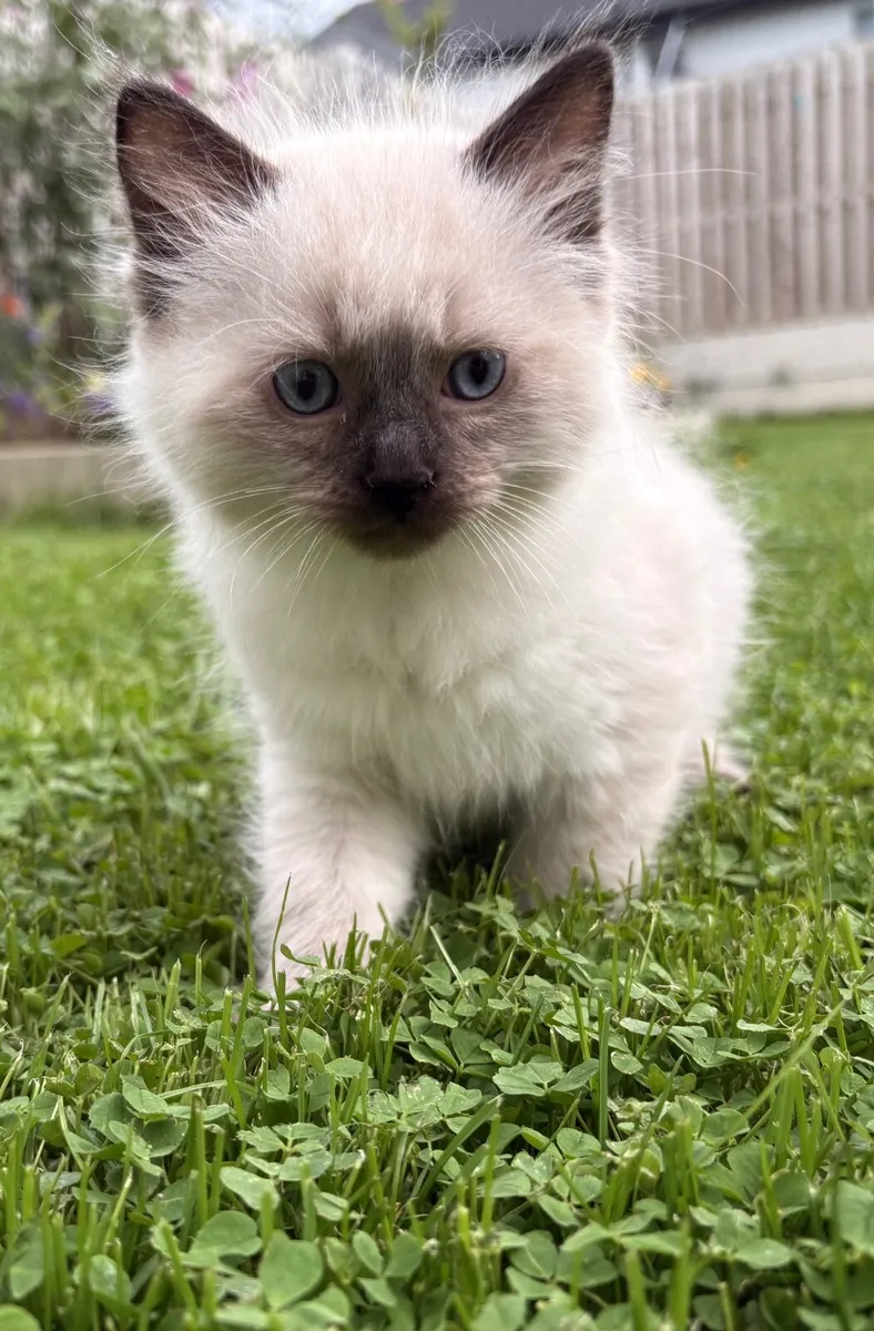 😻 Purebred Ragdoll Kittens😻only 3 left😻 - Image 1