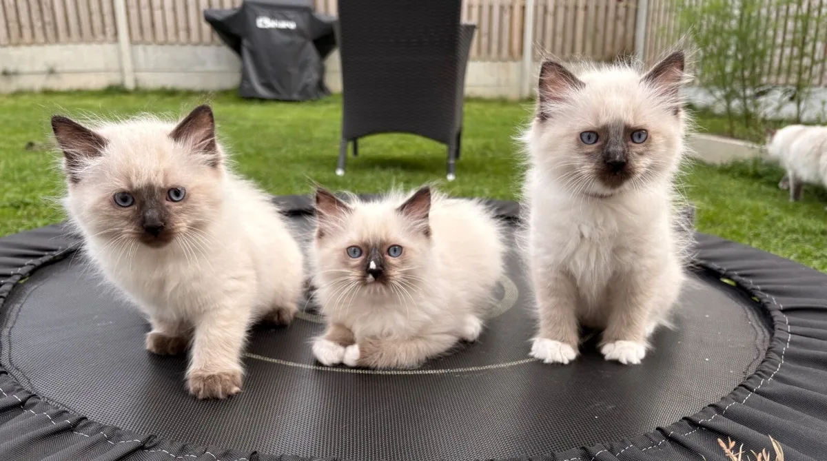 😻 Purebred Ragdoll Kittens😻only 3 left😻 - Image 3