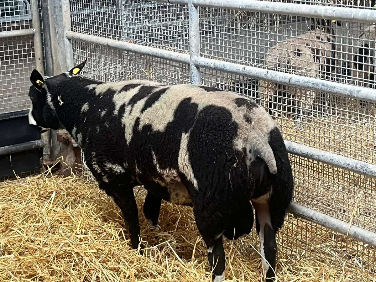 Dutch Spotted Rams - Image 2