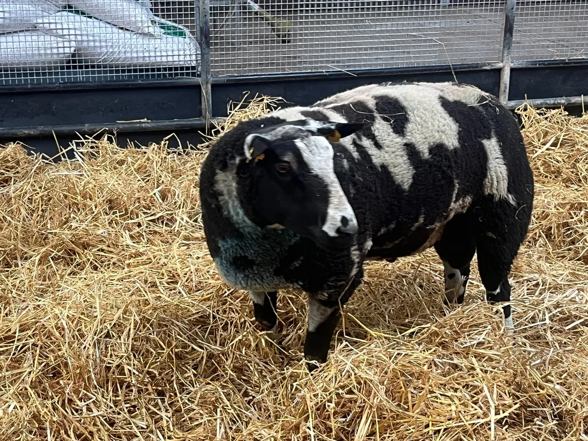 Dutch Spotted Rams - Image 3