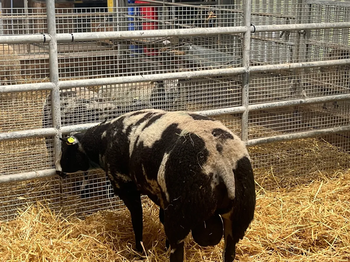 Dutch Spotted Rams - Image 4