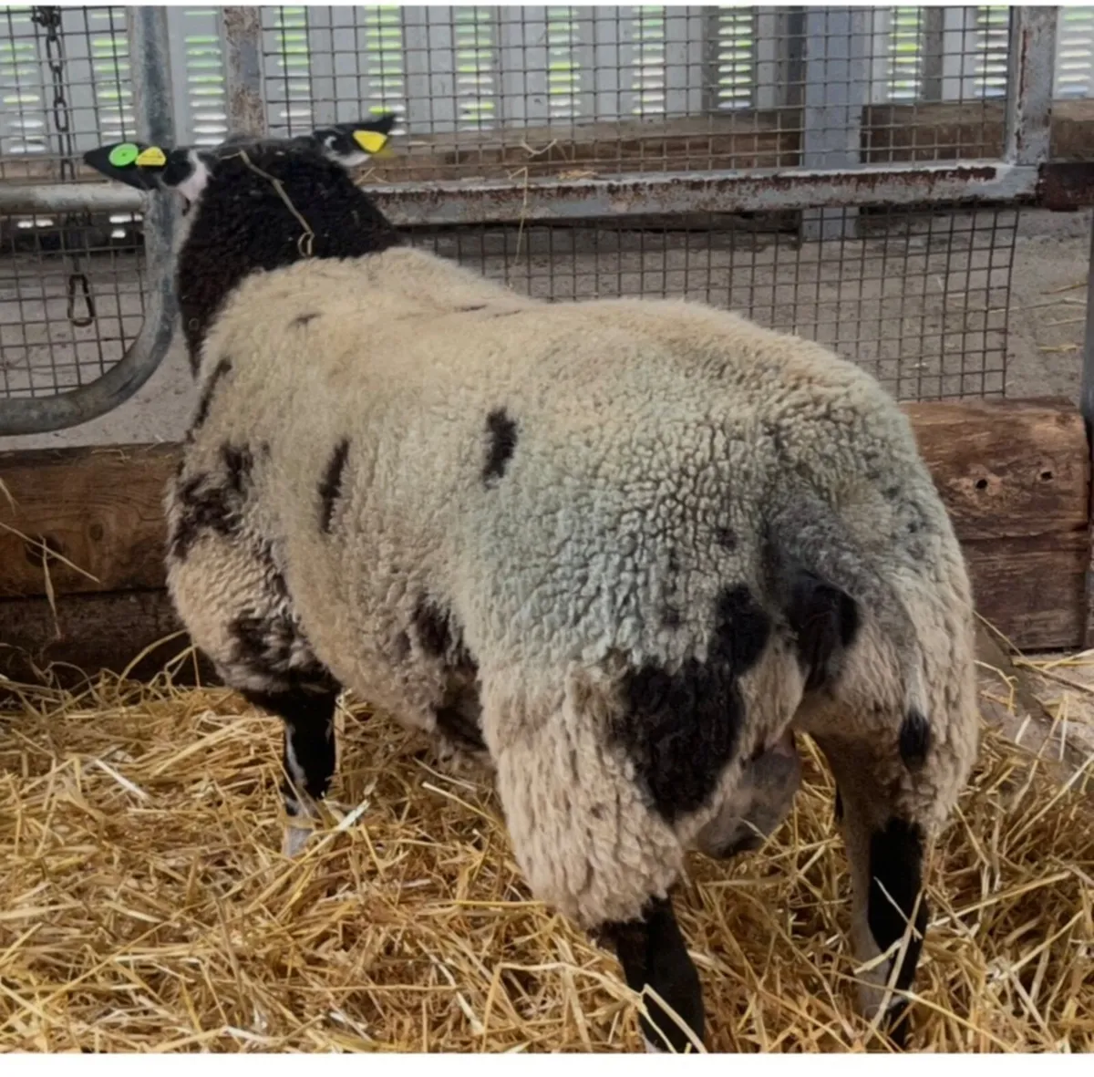 Dutch Spotted Ram - Image 1