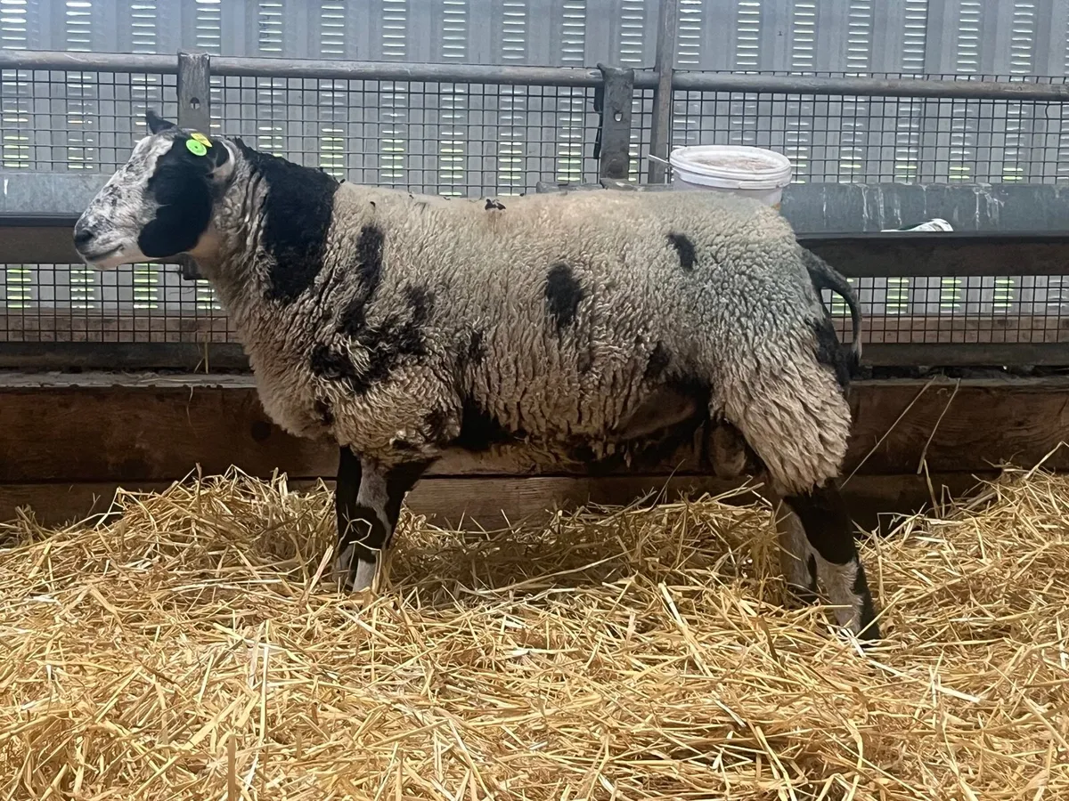 Dutch Spotted Ram - Image 3
