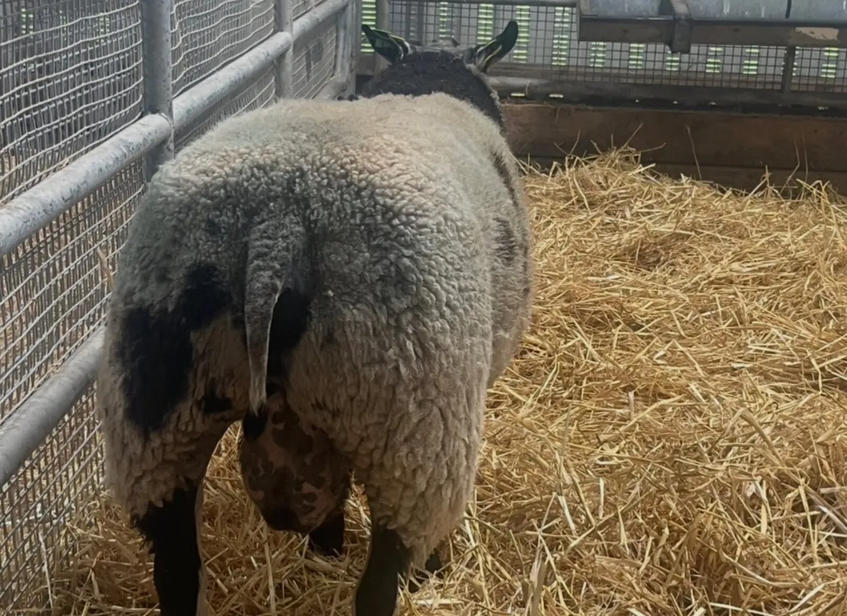 Dutch Spotted Ram - Image 2
