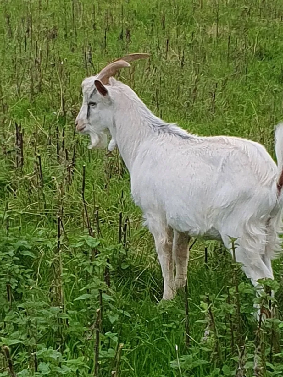 Two Male Goats for Sale - Image 3