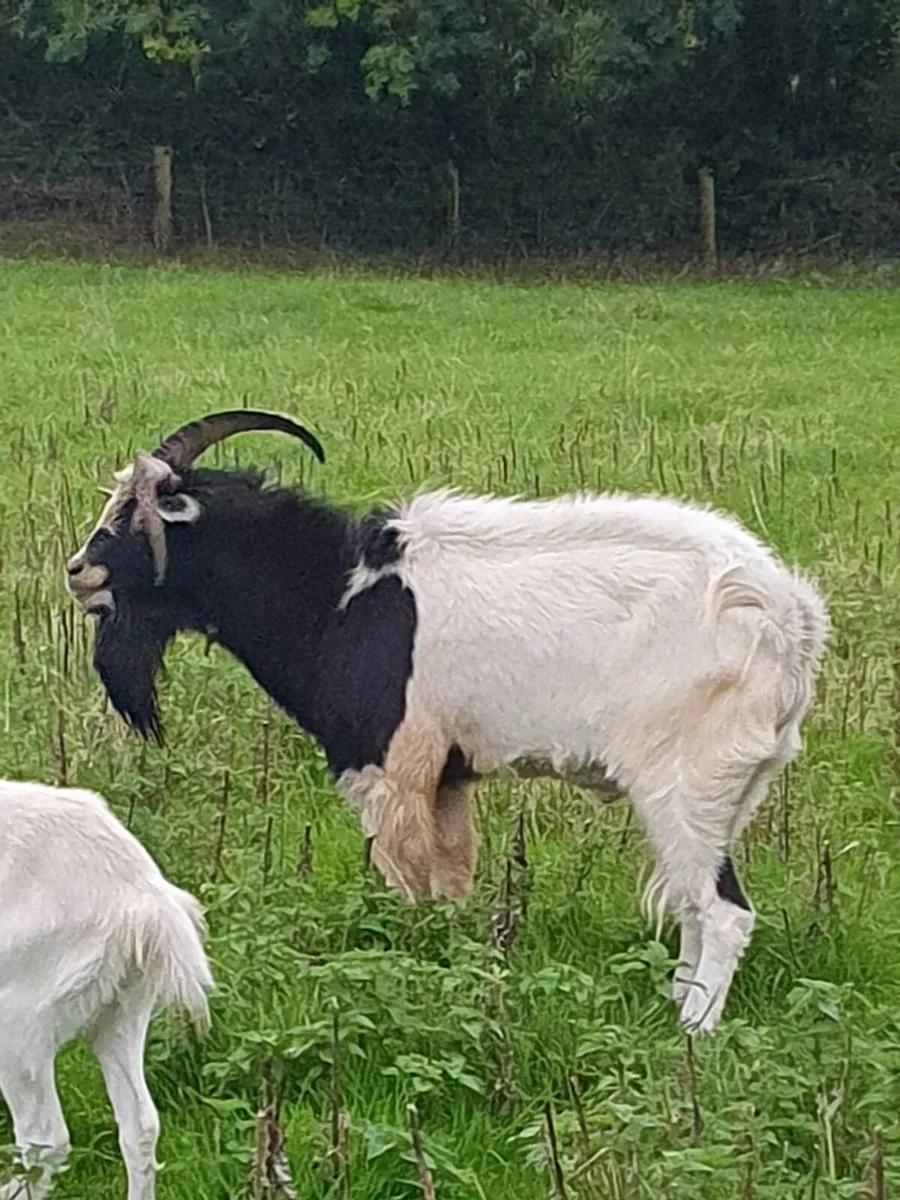 Two Male Goats for Sale - Image 4