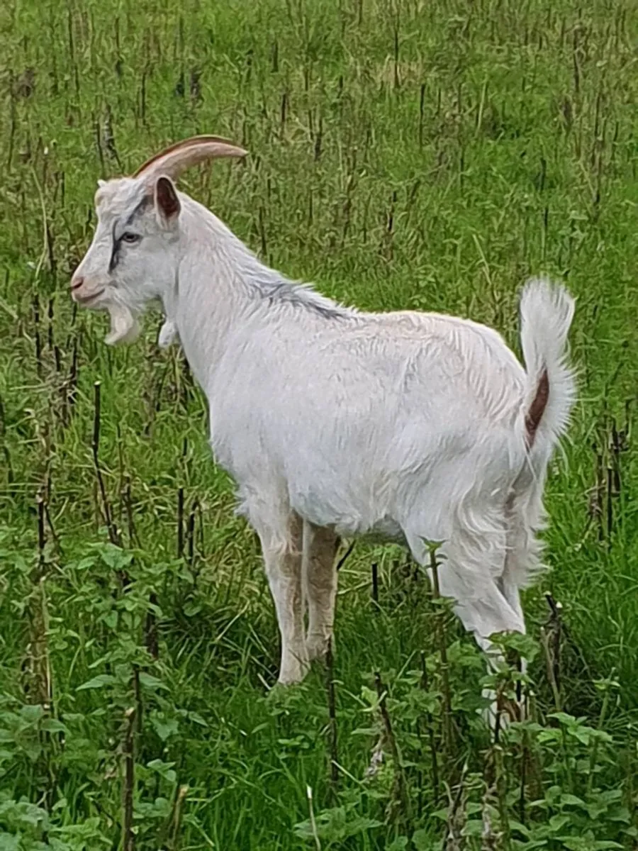 Two Male Goats for Sale - Image 1