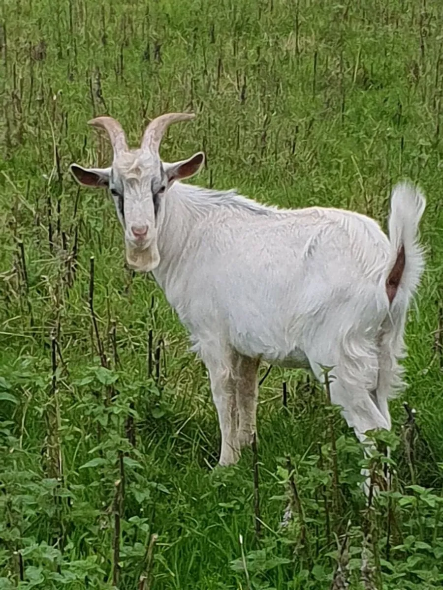 Two Male Goats for Sale - Image 2
