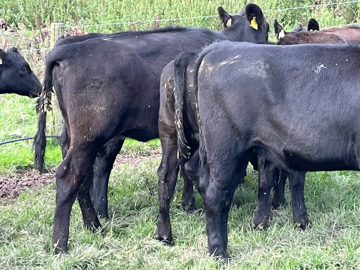 19 SERIOUS BUCKET FED HEIFER WEANLINGS - Image 3