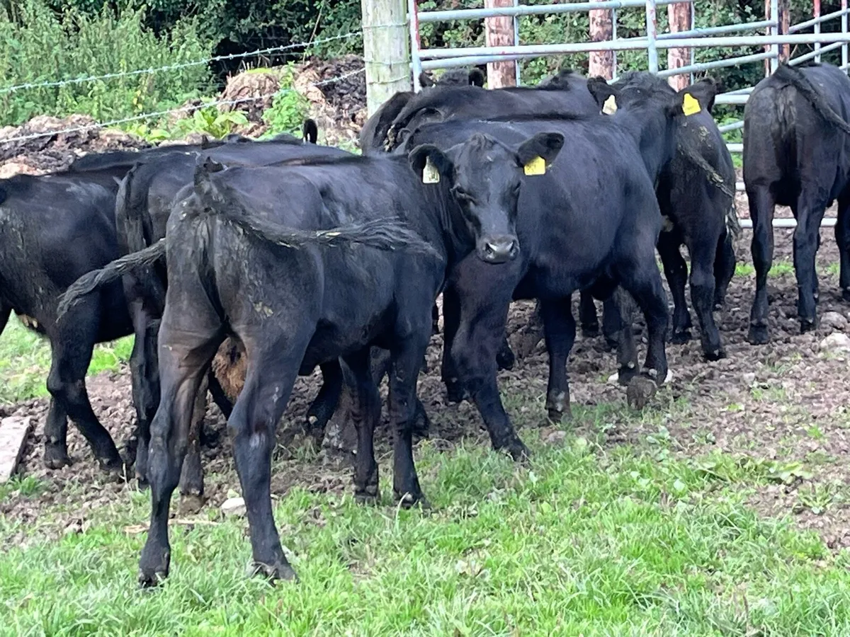 19 SERIOUS BUCKET FED HEIFER WEANLINGS - Image 2