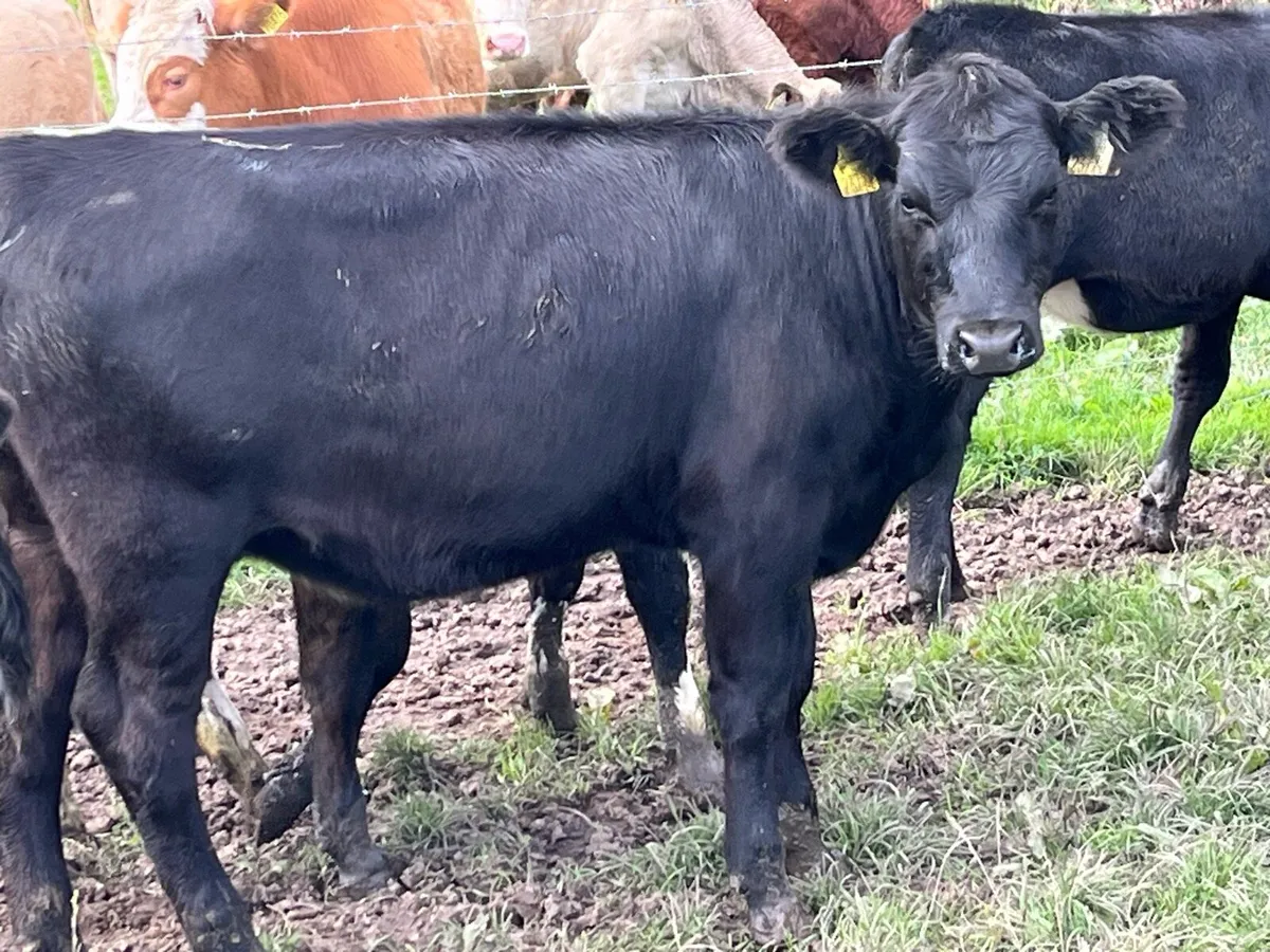 19 SERIOUS BUCKET FED HEIFER WEANLINGS - Image 4