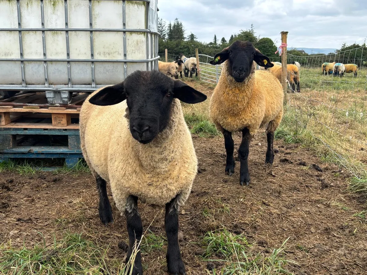 Organic Suffolk Ram Lambs - Image 1