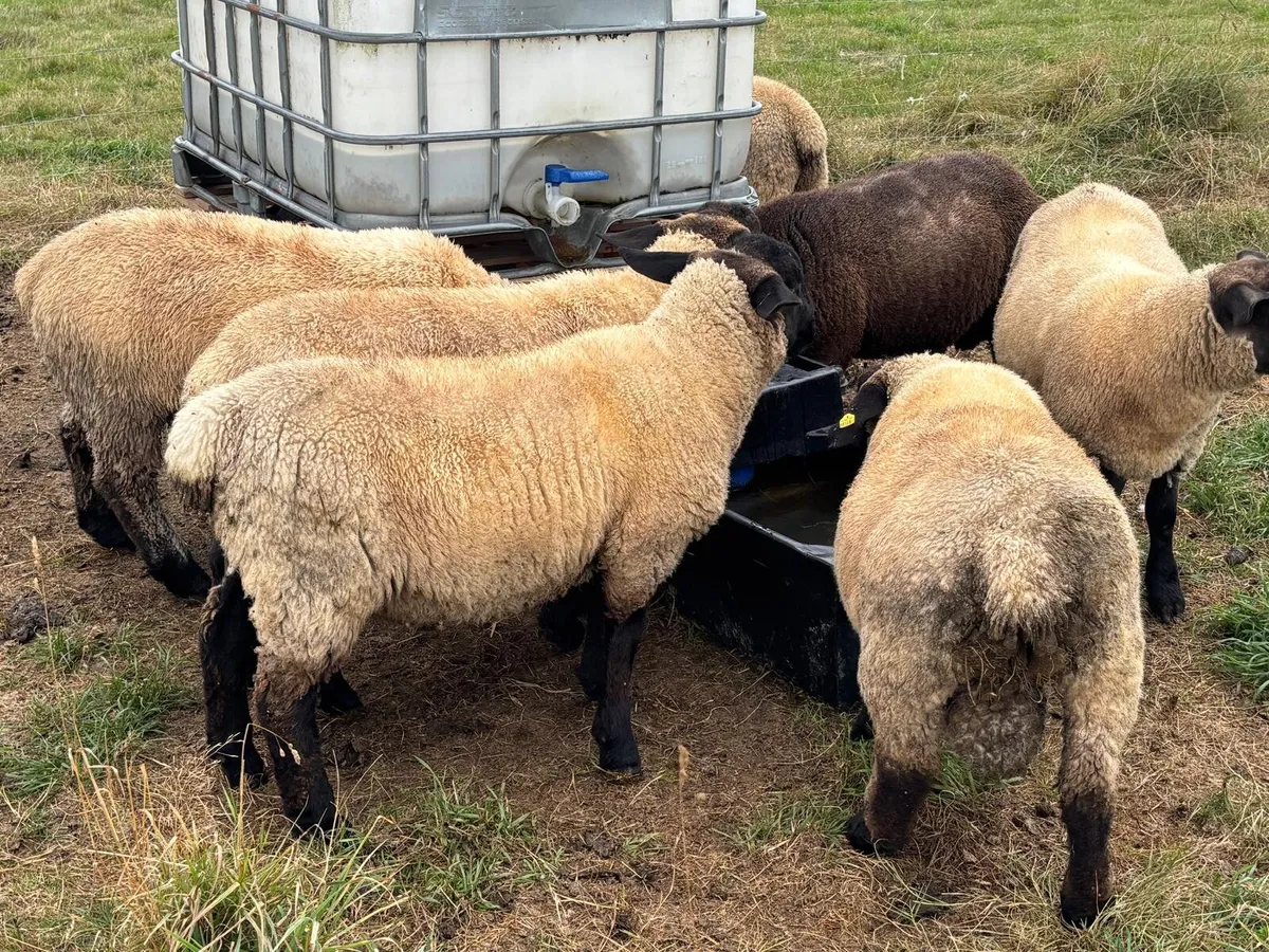 Organic Suffolk Ram Lambs - Image 3
