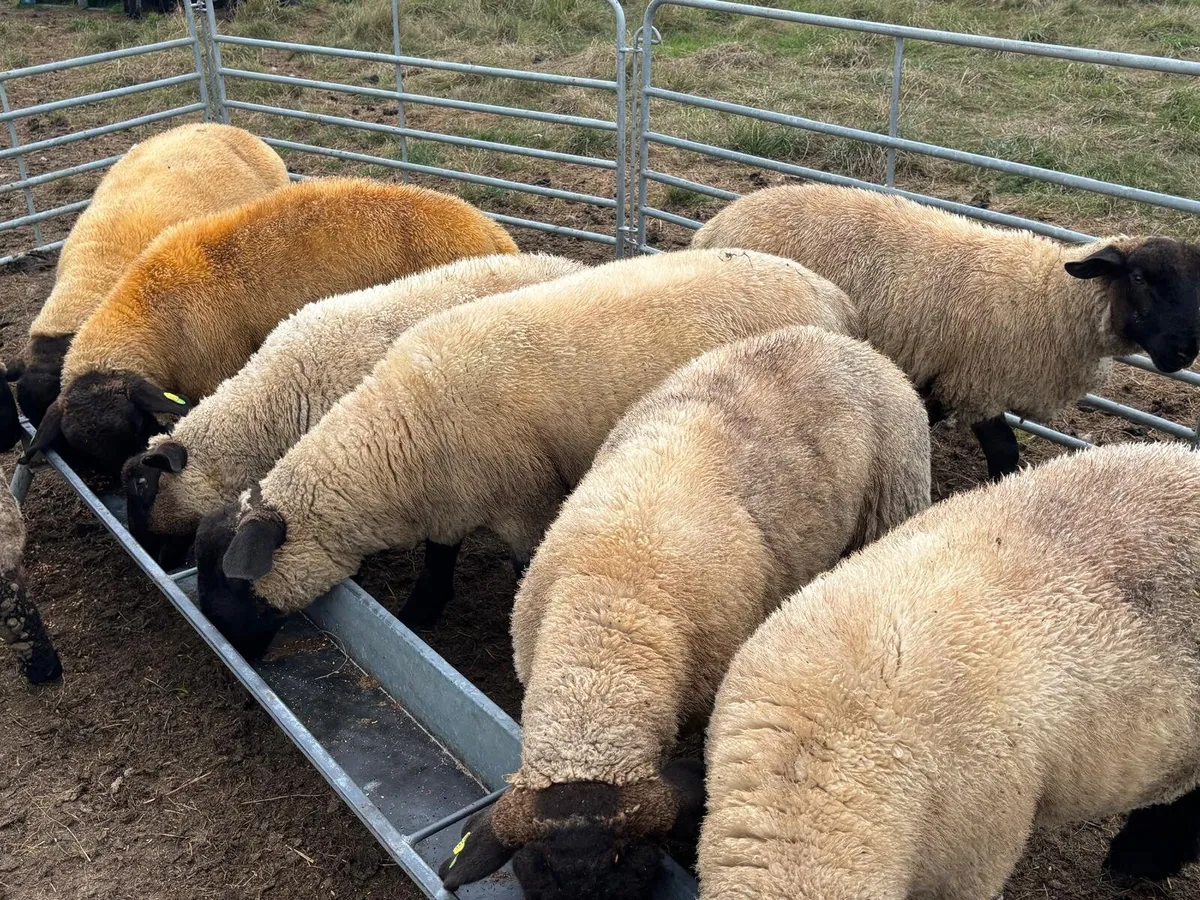Organic Suffolk Ram Lambs - Image 2