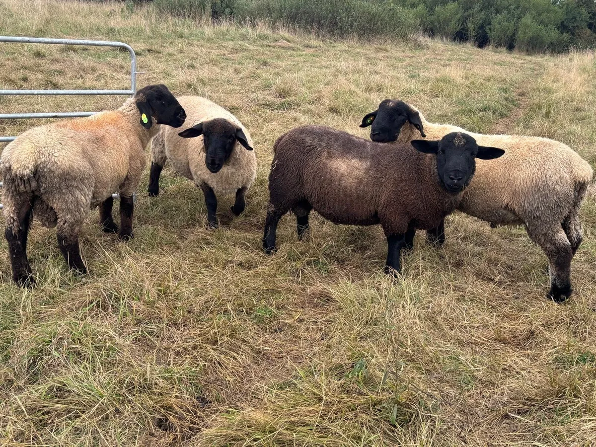 Organic Suffolk Ram Lambs - Image 4