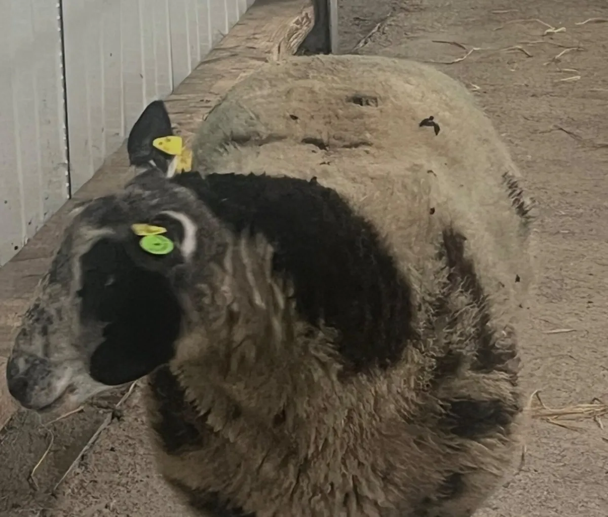 Dutch Spotted Ram - Image 4