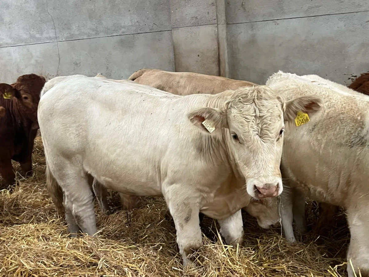 Super Weaned CHX Bull Weanlings - Image 2