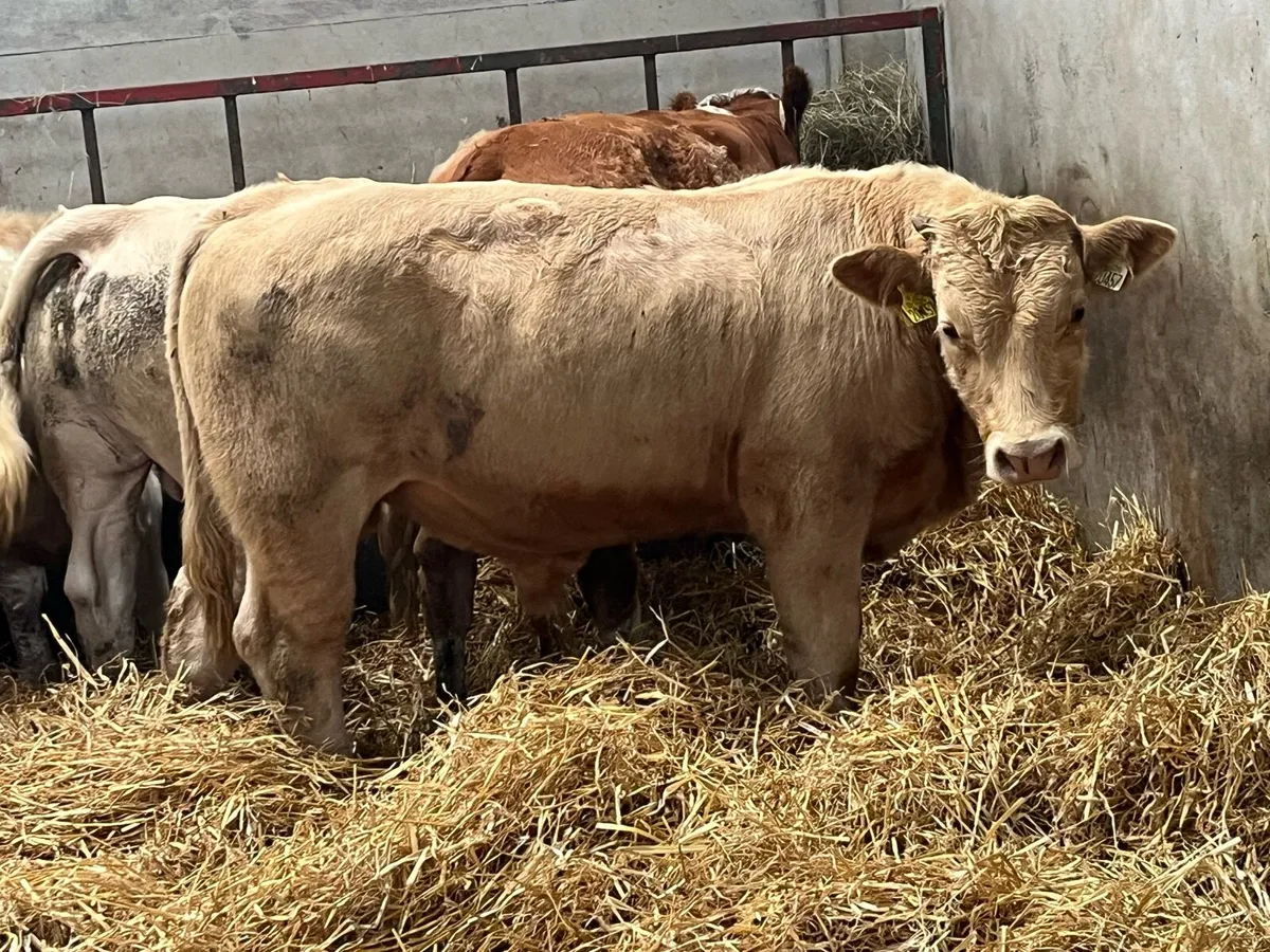 Super Weaned CHX Bull Weanlings - Image 3