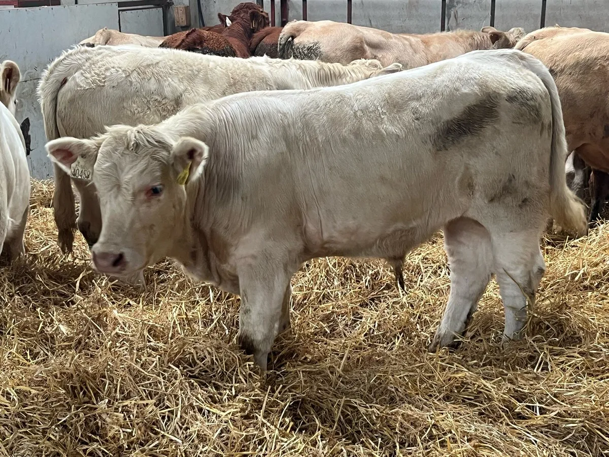 Super Weaned CHX Bull Weanlings - Image 1