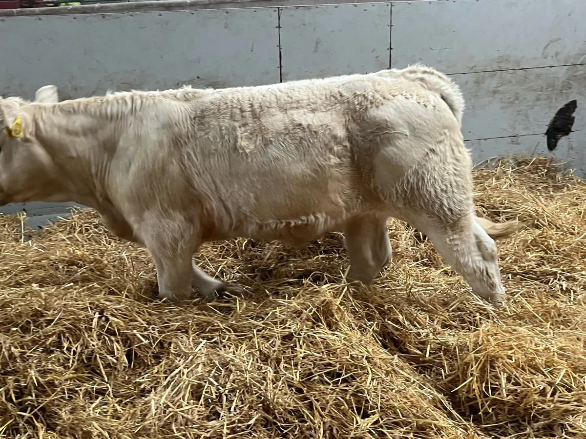 Super Weaned CHX Bull Weanlings - Image 4