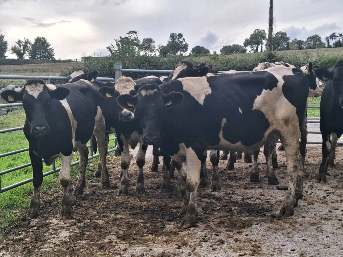 9 BIG STORE BULLOCKS FOR SALE - Image 2