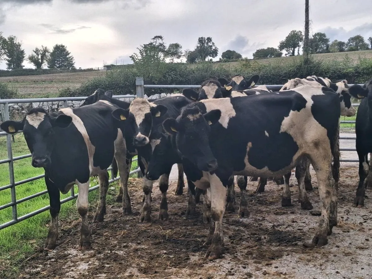 9 BIG STORE BULLOCKS FOR SALE - Image 3