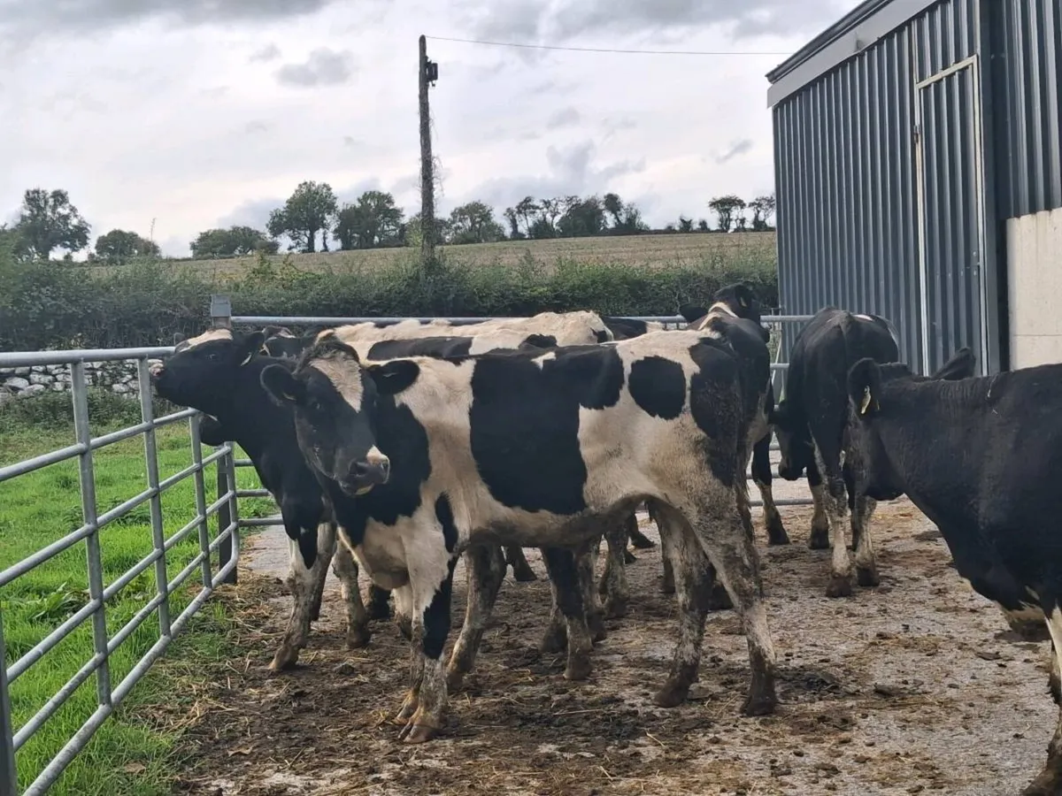 9 BIG STORE BULLOCKS FOR SALE - Image 4